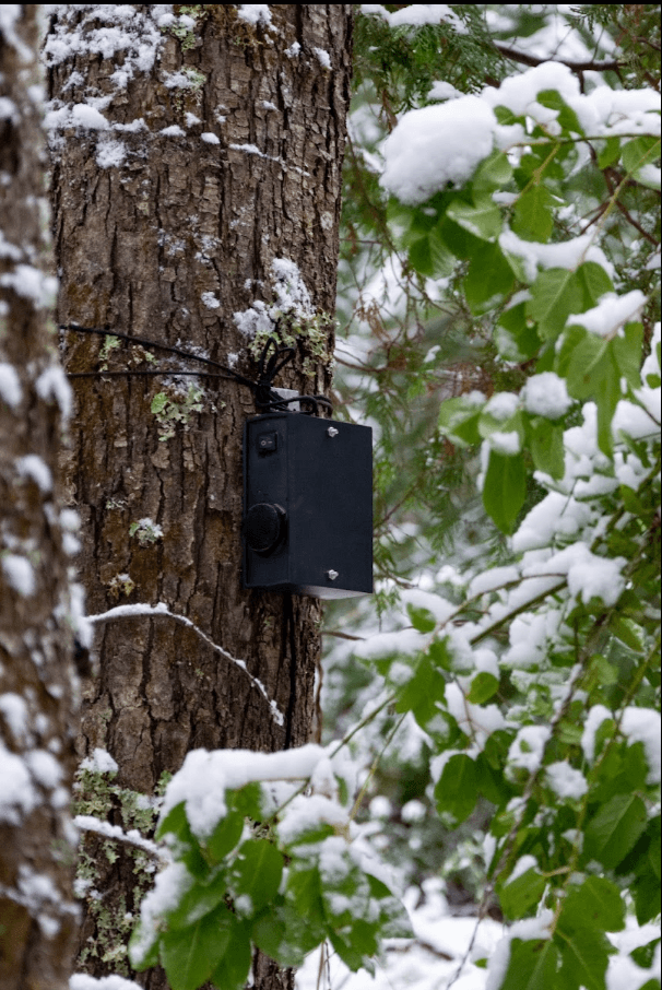 AI Bird Detector